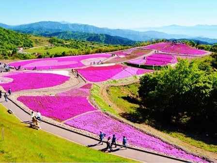 中部発 日帰り 春いっぱいココロ踊る♪新鮮野菜の食べ放題&詰め放題!茶臼山高原芝桜と天竜峡そらさんぽ!1